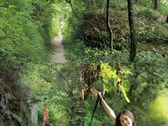 -铁山坪森林公园