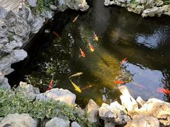 -鲤院·新中式美学·庭院餐厅(夫子庙店)
