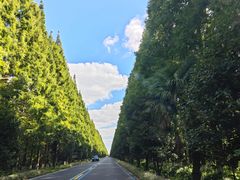 -黄海国家森林公园