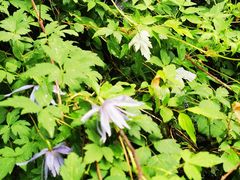 -白草畔自然风景区