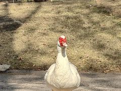 -得丘礼享谷·玉兰苑