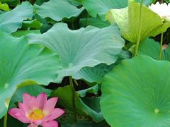 -荷塘月色湿地公园·向阳花洲