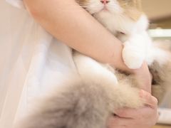 -momokira米努特·德文卷毛猫·棉花面纱犬
