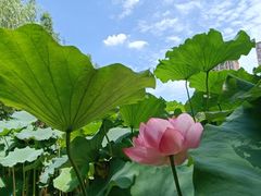 -陈家山荷花公园