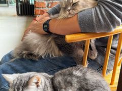 -豆逗聊愈猫阁Easy Life