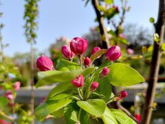 -海棠花溪(元大都城垣遗址公园)