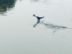 -海珠湖公园