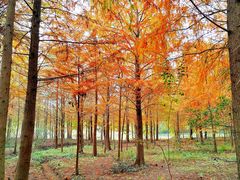 -上海海湾国家森林公园