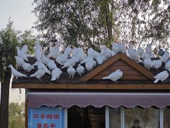 -天津妈祖文化园
