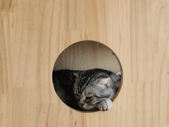 -Catmate·猫肥家润(金润铂宫店)