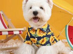 -萌宠之家·腊肠犬·马尔泰·小体犬舍
