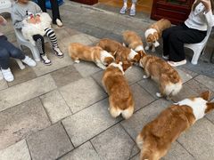 -柯斗斗主题餐厅·狗咖·围炉煮茶·茶饮(国瑞升平里店)