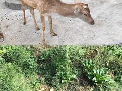 -贵州森林野生动物园