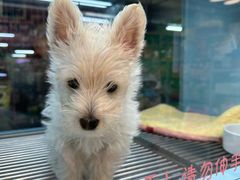 -FAELING PETS美天灵宠物(合生汇店)