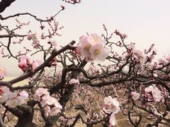 -北京凤凰岭