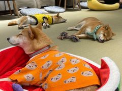 -逗柴咖啡屋·狗咖猫咖宠物桌游