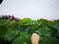 -荷塘月色湿地公园·向阳花洲