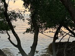 -宝安西湾红树林湿地公园