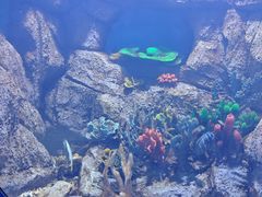 -临沂极地海洋王国