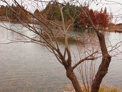 -贡湖湾湿地公园