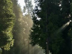 -武陵山森林公园