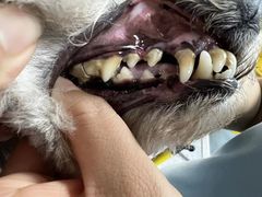 -宠福鑫康馨动物医院·骨科·眼科