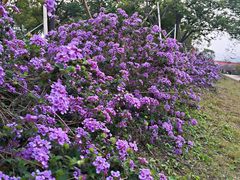 -天适樱花悠乐园