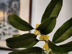 -八珍手工水饺·妈妈的爱(传芳巷店)