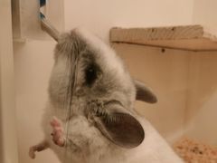 -龙猫仔乐园(惠福东路店)