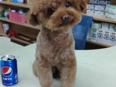 -派特宠物医院(圆融广场店)