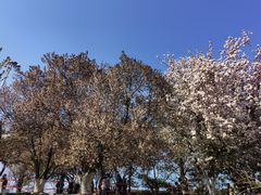 -海棠花溪(元大都城垣遗址公园)