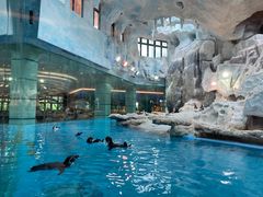 -帝企鹅自助餐厅•儿童岛•真企鹅(长隆企鹅酒店)