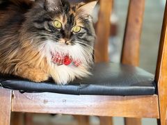 -雪月花(长江北路店)