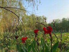 -长兴太湖图影湿地文化园