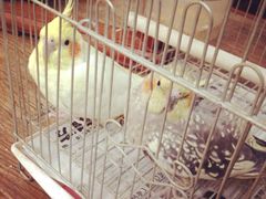 燕庭燕窝下午茶(南京西路店)-燕庭·纯燕窝·甜品下午茶(南京西路店)