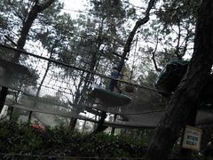 -铁山坪森林公园