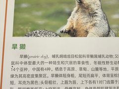 -青藏高原野生动物园