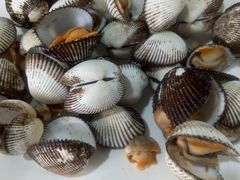 白灼海罗-源海渔村·现捞海鲜(大角湾店)