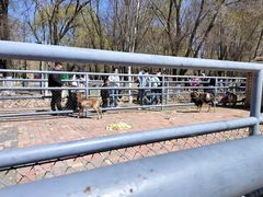 -长白岛森林公园