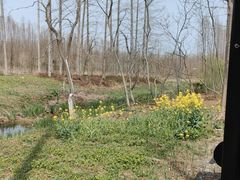 -黄海国家森林公园