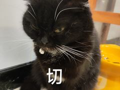 -共舞时光猫咖·狗咖(新街口店)
