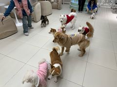 -怪兽屋·羊驼·猫咖·狗咖(俊华广场店)