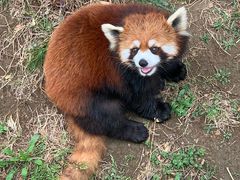 -青岛森林野生动物世界