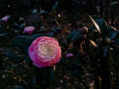 -华南国家植物园-售票处