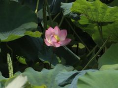 -莲湖公园