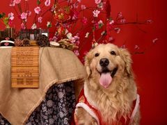 -超宠爱宠物摄影-Super pet