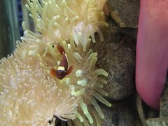 -太平洋海底世界