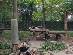 -都江堰中华大熊猫苑