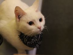 -猫色咖啡·猫咖
