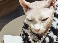 -MOCHA明星猫咖(田子坊店)